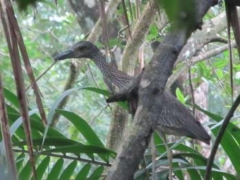 Lowland Bird Watching 5 hours, South Pacific, Costa Rica photo